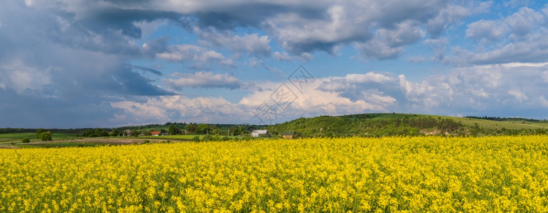 春种青菜黄花田全景蓝天空和阳光下的云层自然季节良好天气候生态农业村美观概念图片