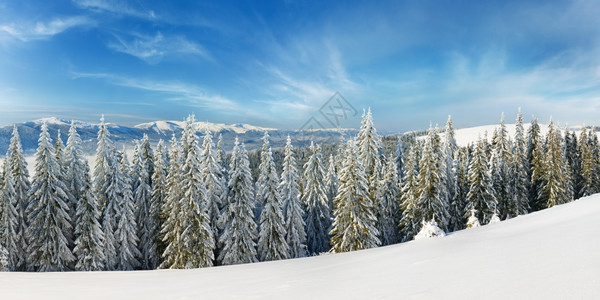 冬季平静的山地风景雪覆盖了树苗图片