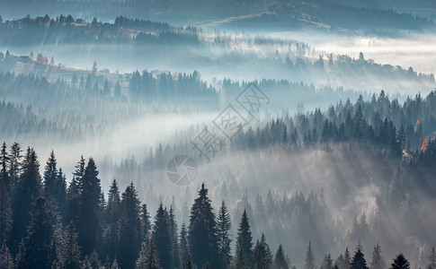 空气薄雾中的光和阴影云雾中的阳光和阴影山坡上的雾和树太阳第一线喀尔巴阡山脉地貌乌克兰伊瓦诺弗基夫斯克州的早晨秋天图片