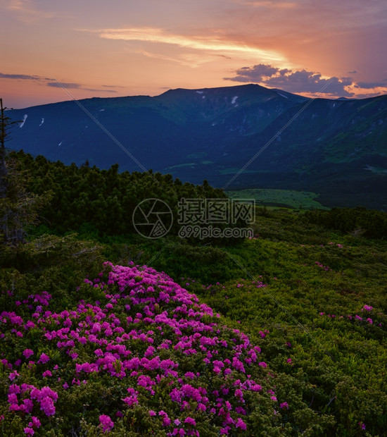 夏日山坡上的红玫瑰花朵日落喀尔巴阡山之夜乌克兰科霍诺拉图片