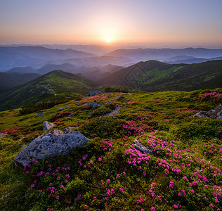 清晨夏日山坡喀尔巴阡克霍诺拉乌兰图片