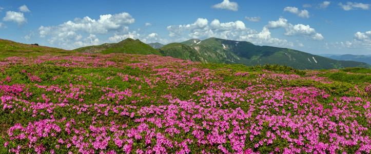 乌克兰科霍诺拉喀尔巴阡山的闪烁斜坡rhododendron花朵背景图片