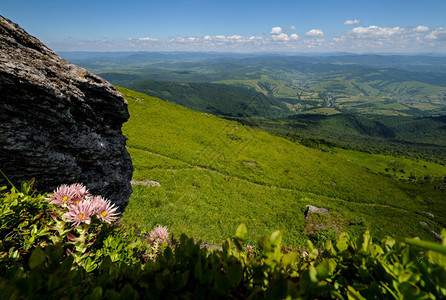 粉红玫瑰在夏季岩石山坡上赠送花朵皮库季山喀尔巴阡乌克兰喀尔巴阡山图片