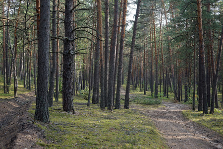 俄罗斯莫科地区森林的足迹图片
