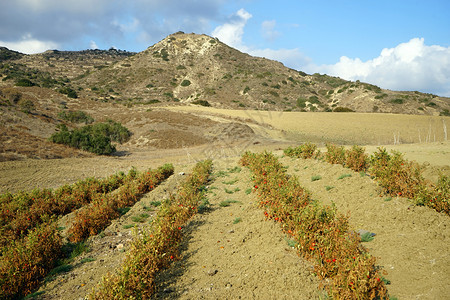 北塞浦路斯的胡椒田和山丘图片