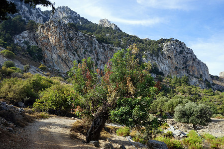 北塞浦路斯山坡上的泥土路图片