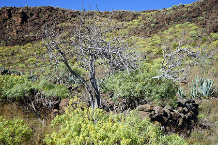 西班牙拉戈梅岛山坡上的树图片