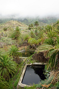 带水和棕榈树的池塘图片
