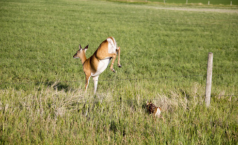 萨斯喀彻温省草原上奔跑的鹿背景图片