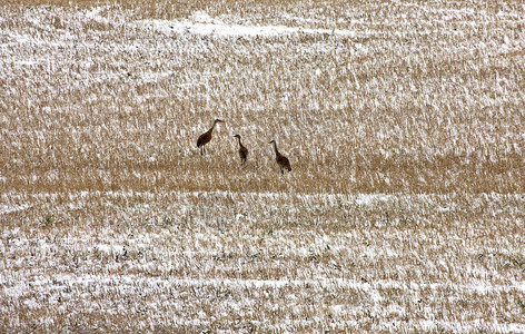 加拿大冬季萨斯喀彻温的沙丘鹤图片