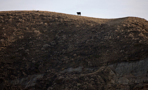 加拿大萨斯喀彻温山上大湿地牛图片
