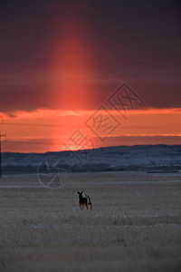 萨斯喀彻温省草原上的日落时分图片