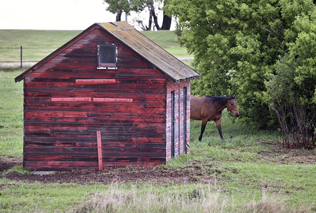 加拿大Sasklatchewan夏季红色建筑的马图片