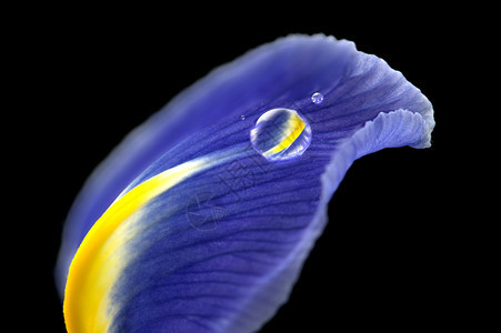 工作室自然光中的Iris大型露珠滴图片