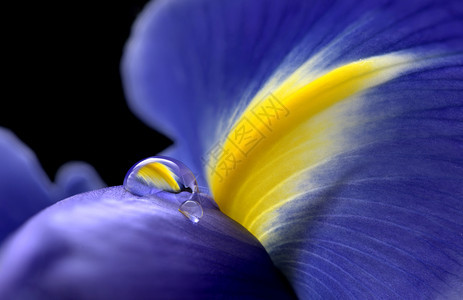 工作室自然光中的Iris大型露珠滴图片