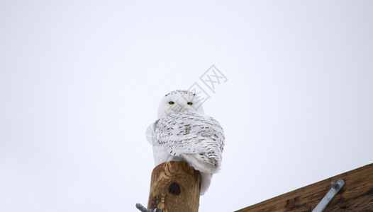 加拿大冬季FencePost上的雪猫图片