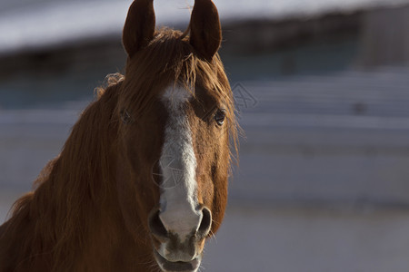 加拿大艾伯塔省冬季的马匹图片