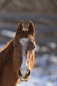 加拿大艾伯塔省冬季的马匹图片