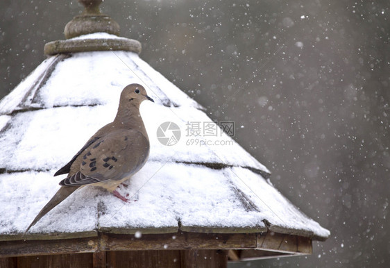 加拿大冬季食鸟动物雪中冬季的寒哀伤多夫图片