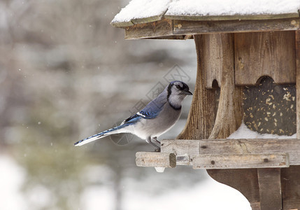 蓝杰在加拿大鸟类进食者冬季雪暴图片