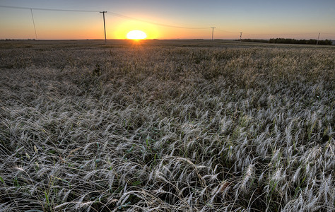 加拿大萨斯喀彻温省日落小麦田图片