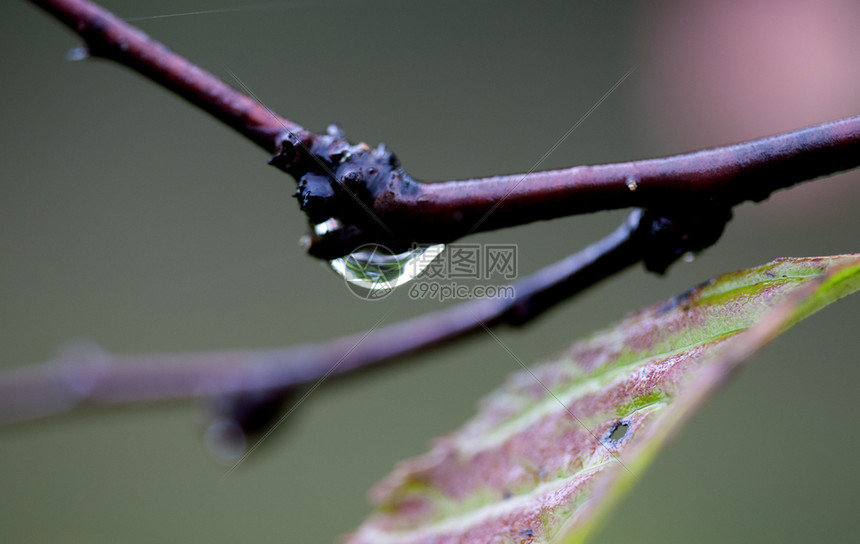 加拿大植物清晨露水滴图片