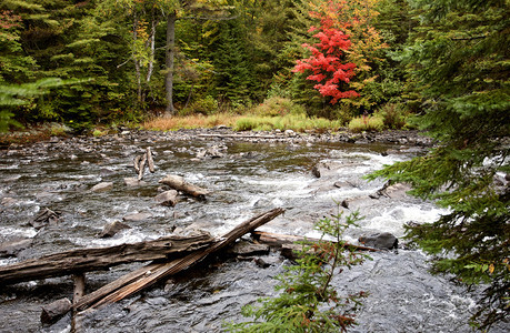 安大略省马斯科卡阿尔冈琴公园秋色图片