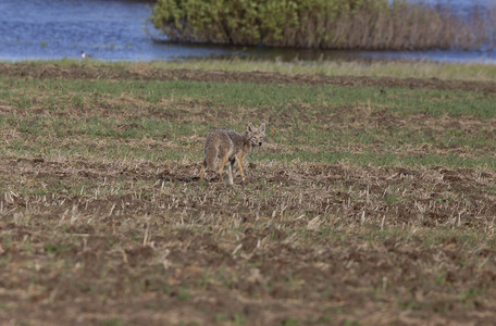 Coyote在加拿大萨斯喀彻温省实地站立图片