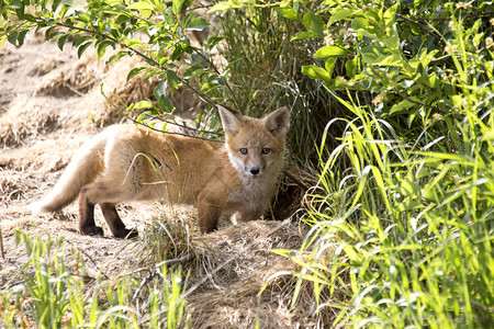 FoxKit幼崽站在加拿大山洞图片