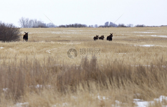 加拿大萨斯喀彻温省冬季的一个田野中驼鹿图片