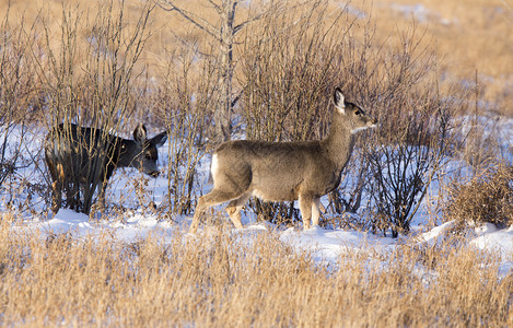 萨斯喀彻温省冬季鹿图片