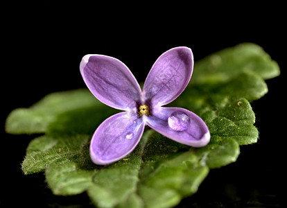 关闭工作室大型水滴中的lilac图片素材