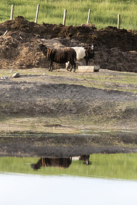 加拿大萨斯喀彻温省牧羊粉反思背景图片