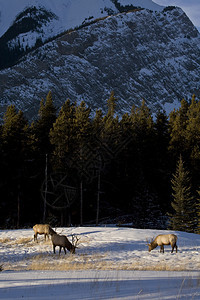 加拿大艾伯塔省Banff附近的冬季野鹿图片