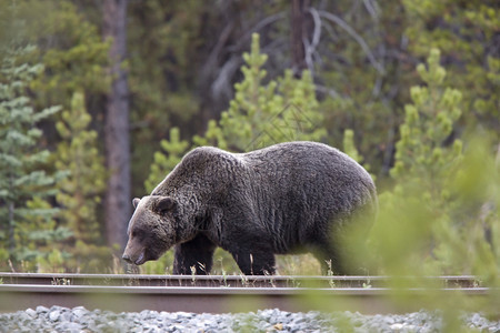 加拿大艾伯塔省路易丝湖附近的野灰熊图片