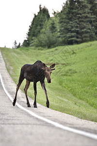 加拿大马尼托巴省路边的青年牛驼鹿图片