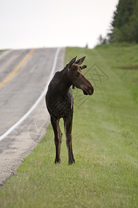 加拿大马尼托巴省路边的青年牛驼鹿图片