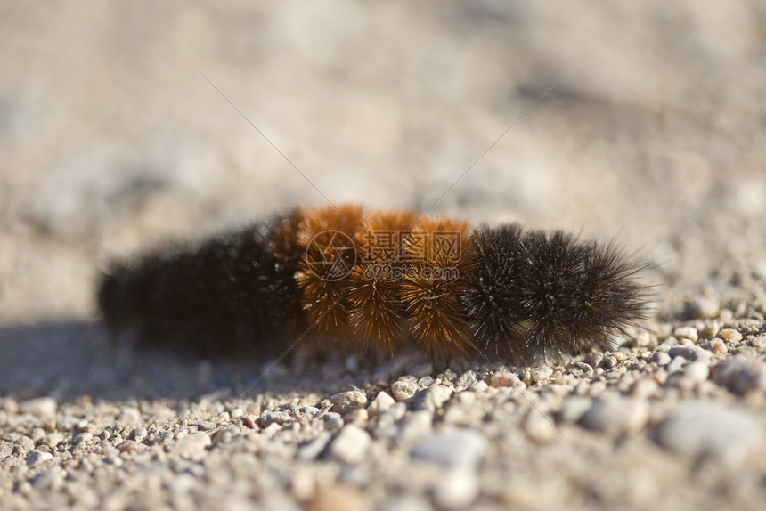 萨斯喀彻温砂砾石路的毛熊虫