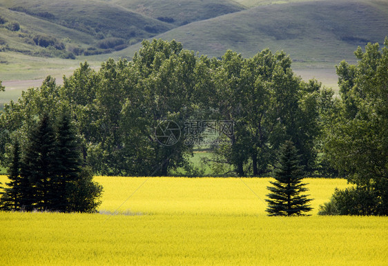 斯图尔特河谷加拿大萨斯喀彻温省卡诺拉作物图片