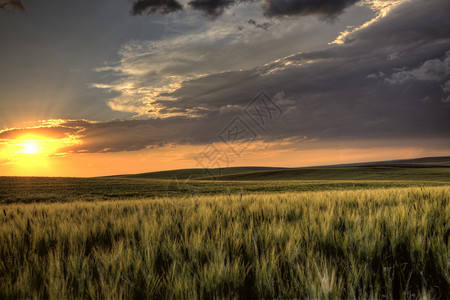 萨斯喀彻温的暴风云日落于小麦田图片