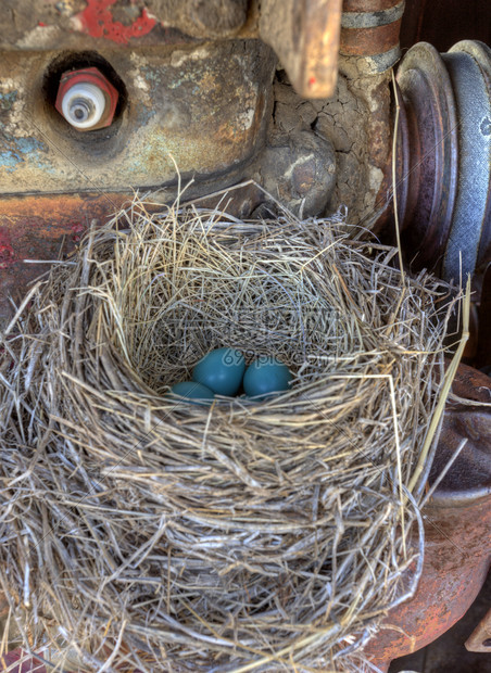 古旧拖拉机里的鸟巢有野生蓝色鸟蛋图片