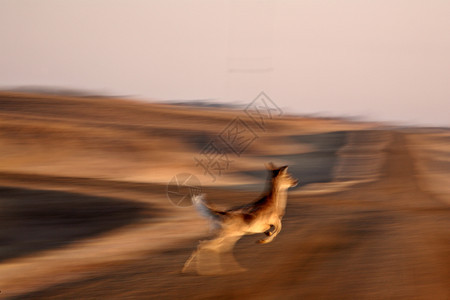 白色尾鹿跳过公路的模糊图像图片