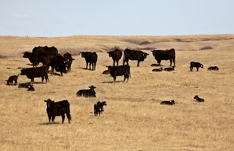 幼小的崽在早春牧牛群的幼中图片