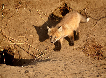 红狐小狗在洞穴图片