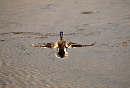 Mallarddrake在萨斯喀彻温坑洞上空飞行图片