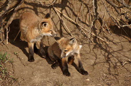 两只红狐小狗在他们的巢穴外图片