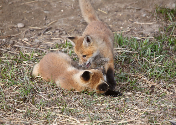 两只红狐小狗在巢穴外玩耍图片
