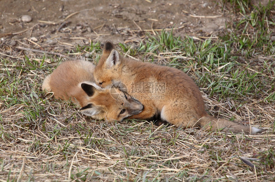两只红狐小狗在巢穴外玩耍图片