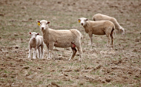在萨斯喀彻温牧场的一只羊羔和三母图片