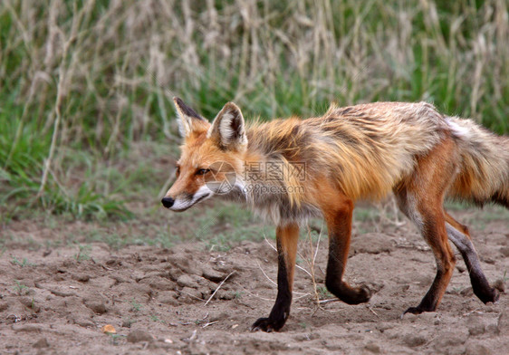 春天的红狐妖图片